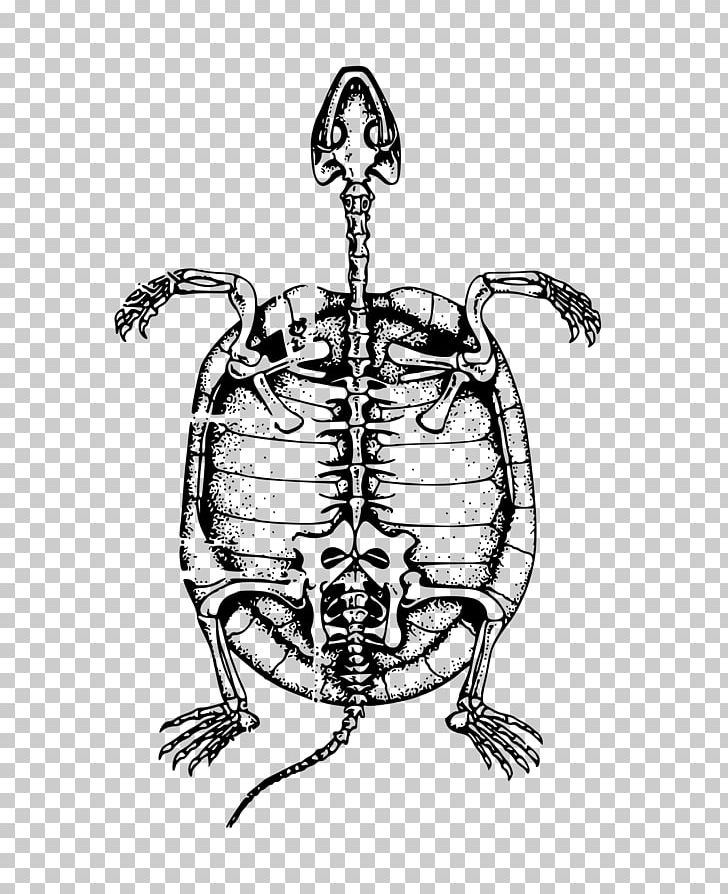 Turtle Human Skeleton Bone PNG, Clipart, Animals, Art, Artwork, Black And White, Bone Free PNG Download