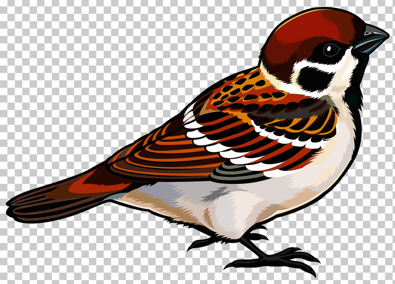 Bird Beak Finch Sparrow Perching Bird PNG, Clipart, Beak, Bird, Chickadee, Finch, Perching Bird Free PNG Download