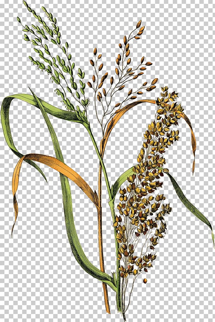 Botanical Illustration Rice Drawing Cereal Millet PNG, Clipart, Art, Avena, Botanical Illustration, Botany, Cereal Free PNG Download
