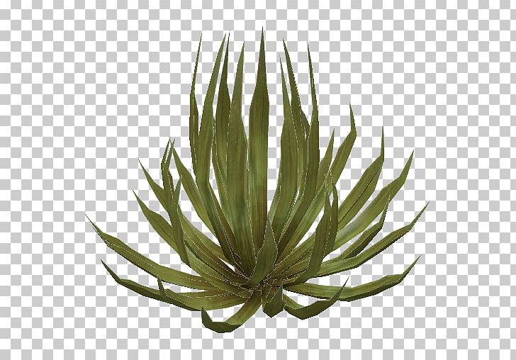 Deserts And Xeric Shrublands Deserts And Xeric Shrublands Plant PNG, Clipart, Agave, Agave Azul, Agave Nectar, Aloe, Aloe Vera Free PNG Download