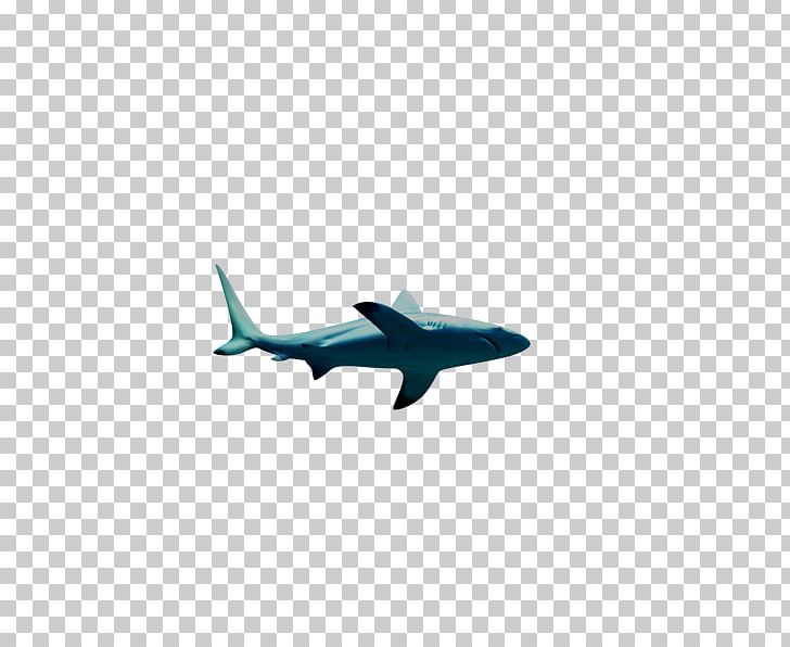 Shark Fish PNG, Clipart, Aircraft, Airplane, Air Travel, Animal, Animals Free PNG Download