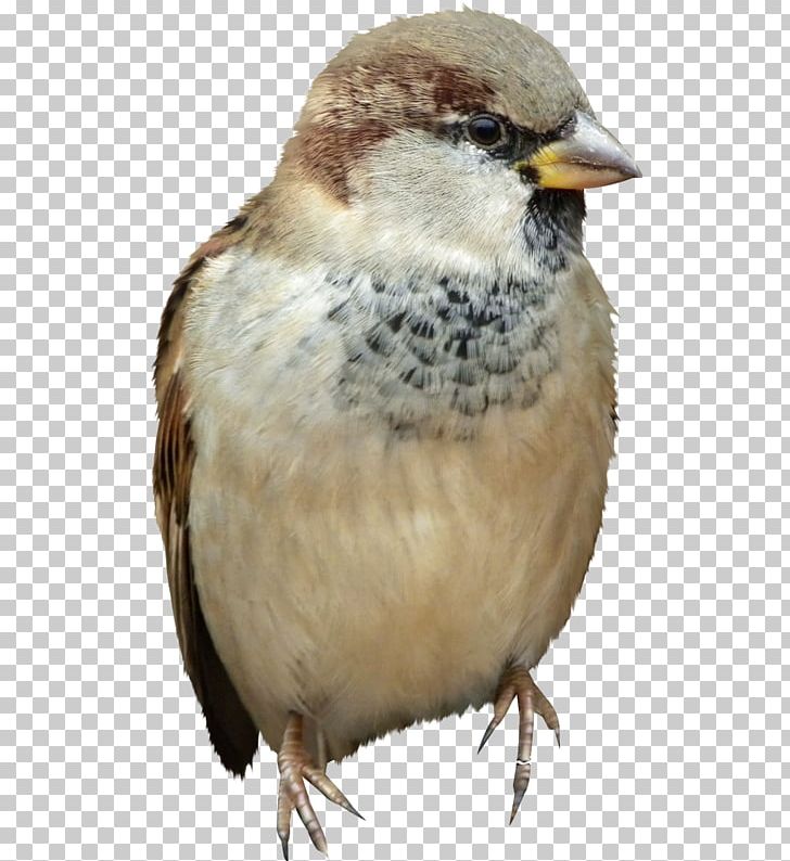 House Sparrow Bird Shapeshifting PNG, Clipart, American Sparrows, Animal, Animals, Beak, Bird Free PNG Download