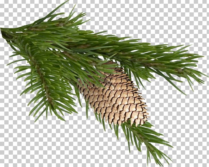 Pine Tree PNG, Clipart, Branch, Christmas Ornament, Computer Software, Conifer, Conifers Free PNG Download