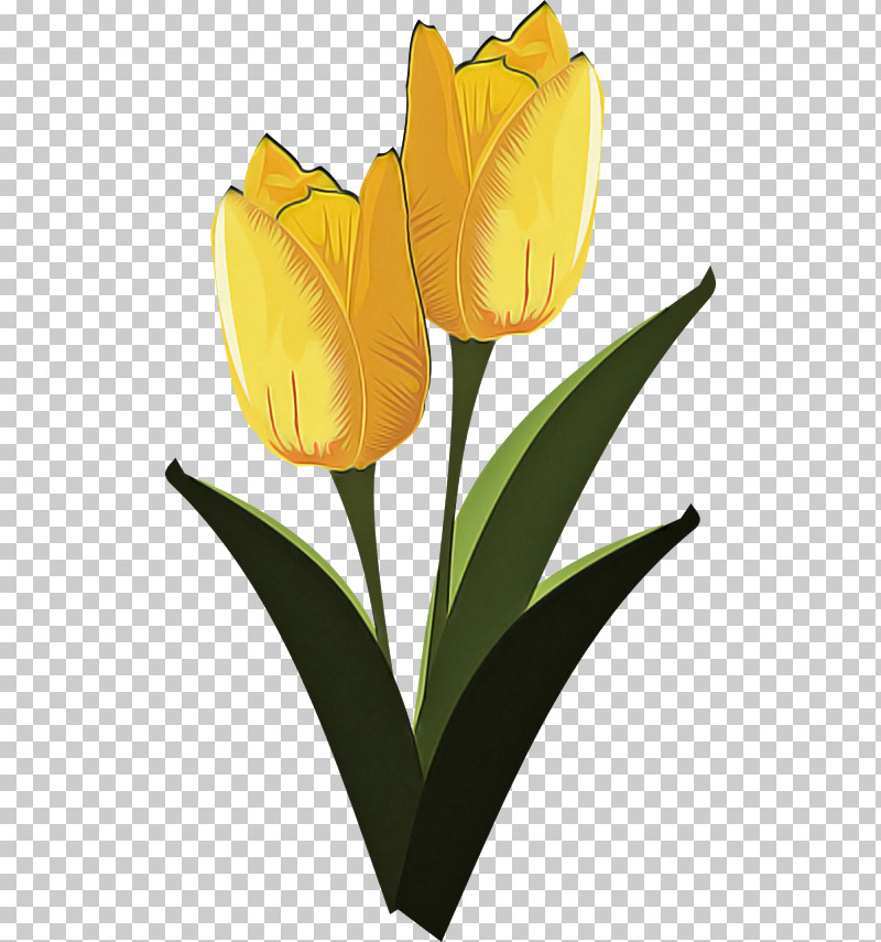 Flower Tulip Yellow Petal Plant PNG, Clipart, Bud, Cut Flowers, Flower, Herbaceous Plant, Lily Family Free PNG Download