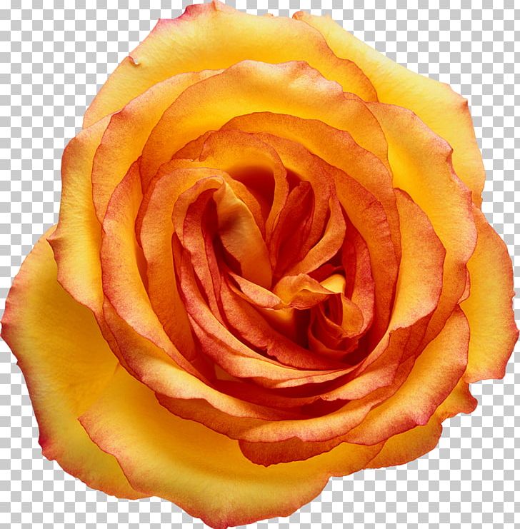Flower Bouquet Cut Flowers Wedding Rose PNG, Clipart, Artificial Flower, Bride, Color, Cut Flowers, Dahlia Free PNG Download