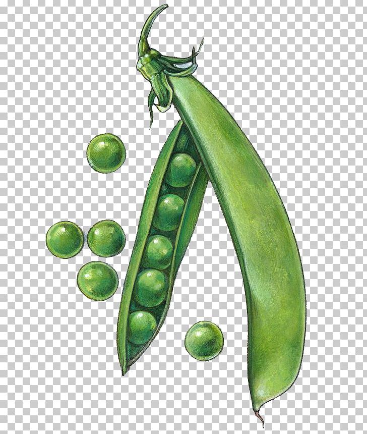 Snow Pea Drawing Snap Pea PNG, Clipart, Background Green, Cartoon, Food,  Fotosearch, Fruit Free PNG Download