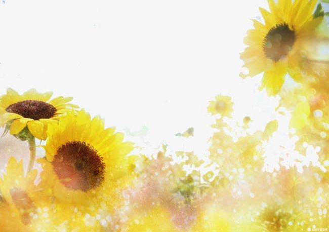 sunflower tumblr backgrounds