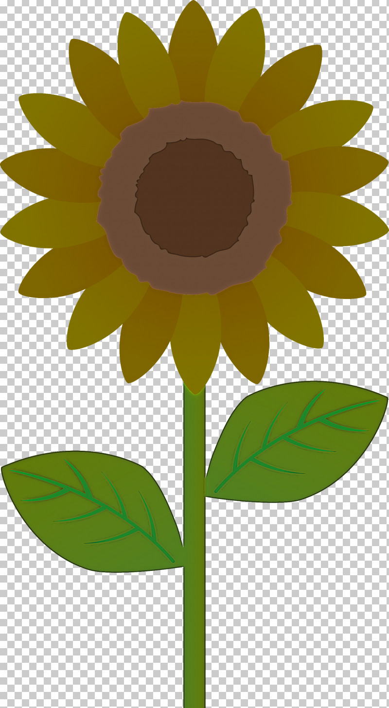 Sunflower PNG, Clipart, Annual Plant, Asterales, Blackeyed Susan, Cartoon, Daisy Family Free PNG Download