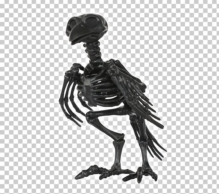 Human Skeleton Bone Skull Animal PNG, Clipart, Animal, Black And White, Bone, Carrion Crow, Common Raven Free PNG Download