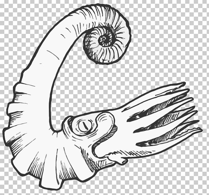 Silurian Fossil Drawing Ammonitida Ordovician PNG, Clipart, Ammonite, Ammonites, Arm, Artwork, Beak Free PNG Download