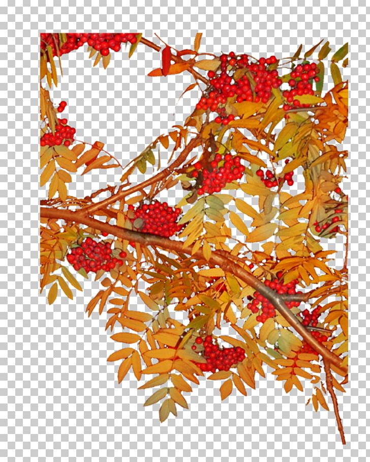 Tree Branch Fruit Leaf PNG, Clipart, Auglis, Branch, Cherry, Flora, Floral Design Free PNG Download