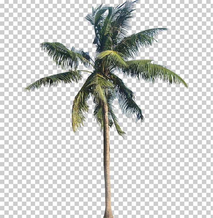 American Sycamore Coconut Arecaceae PNG, Clipart, American Sycamore, Arecaceae, Arecales, Attalea Speciosa, Borassus Flabellifer Free PNG Download