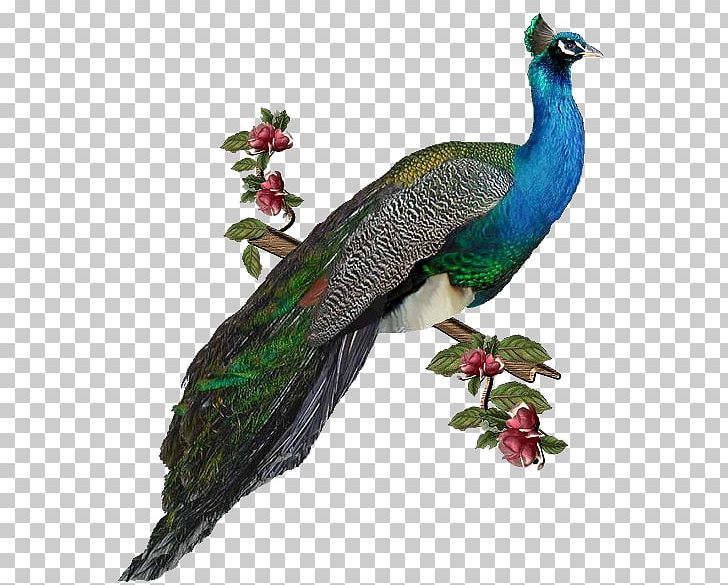 Bird Peafowl PNG, Clipart, Animals, Asiatic Peafowl, Beak, Bird ...