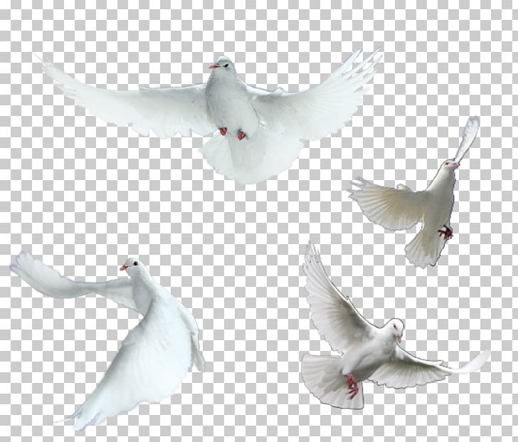 Homing Pigeon Rock Dove Columbidae Peace PNG, Clipart, Animals, Beak, Bird, Columba, Decorative Elements Free PNG Download