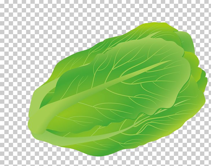Romaine Lettuce Spring Greens Marrow-stem Kale Cabbage PNG, Clipart, Cabbage, Collard Greens, Download, Food, Free Free PNG Download