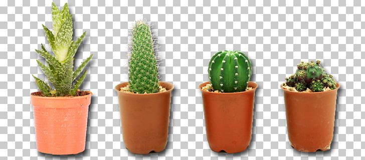 Cactaceae PNG, Clipart, Barrel Cactus, Cactaceae, Cactus, Caryophyllales, Clip Art Free PNG Download