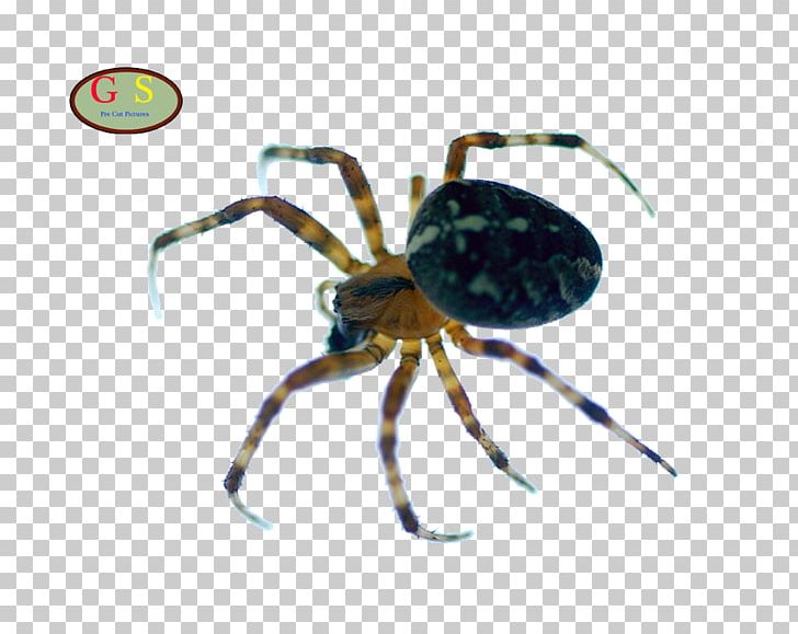 European Garden Spider Widow Spiders Insect Decapoda PNG, Clipart, Angulate Orbweavers, Arachnid, Araneus, Arthropod, Decapoda Free PNG Download