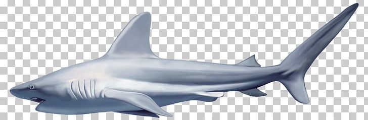 Great White Shark Fish PNG, Clipart, Animal Figure, Animals, Blue Shark, Carcharhiniformes, Carcharhinus Amblyrhynchos Free PNG Download