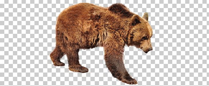 Grizzly Bear Polar Bear Kodiak Bear Florida Black Bear PNG, Clipart, American Black Bear, Animals, Asian Black Bear, Bear, Brown Bear Free PNG Download