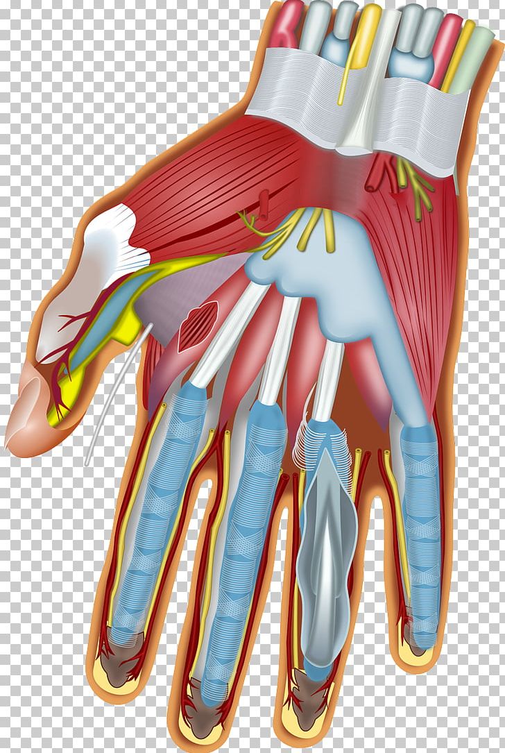 Muscles Of The Hand Wrist Anatomy Carpal Bones PNG, Clipart, Anatomy, Arm, Carpal Bones, Finger, Flexor Digitorum Profundus Muscle Free PNG Download
