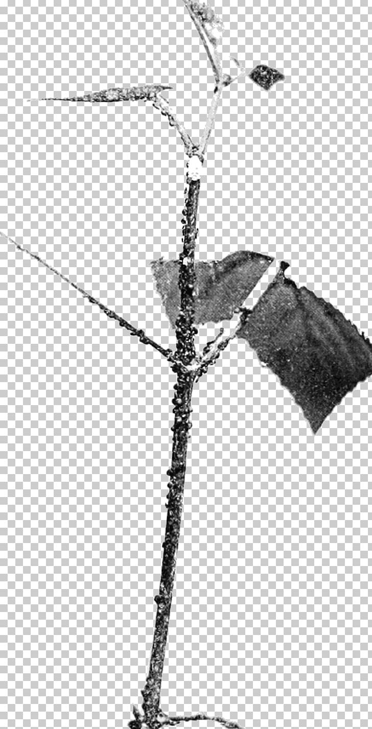 Twig Plant Stem White PNG, Clipart, Ant, Black And White, Branch, Colony, Herd Free PNG Download