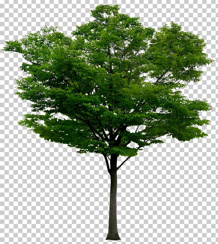 Adobe Photoshop Portable Network Graphics Psd Tree PNG, Clipart, Branch