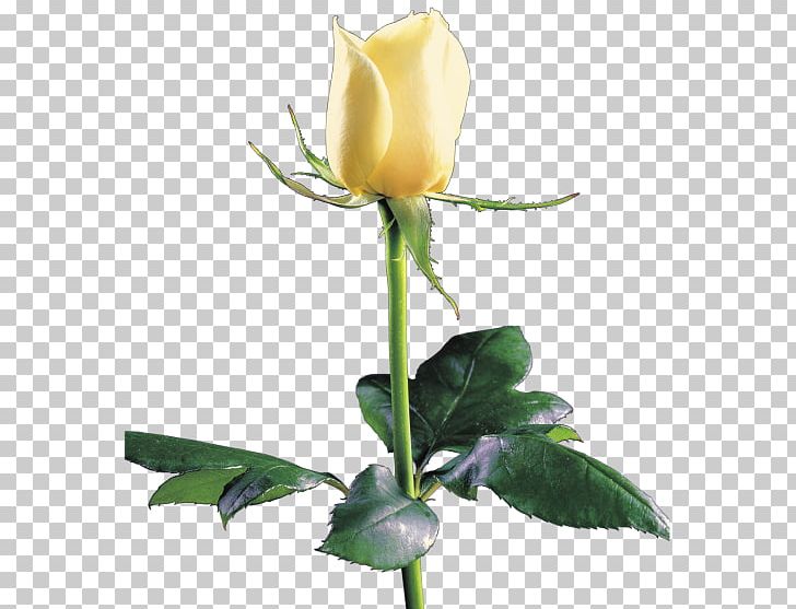 Garden Roses Rosa Brunonii PNG, Clipart, Austrian Briar, Beach Rose, Beyaz Gul, Beyaz Gul Resimleri, Bud Free PNG Download