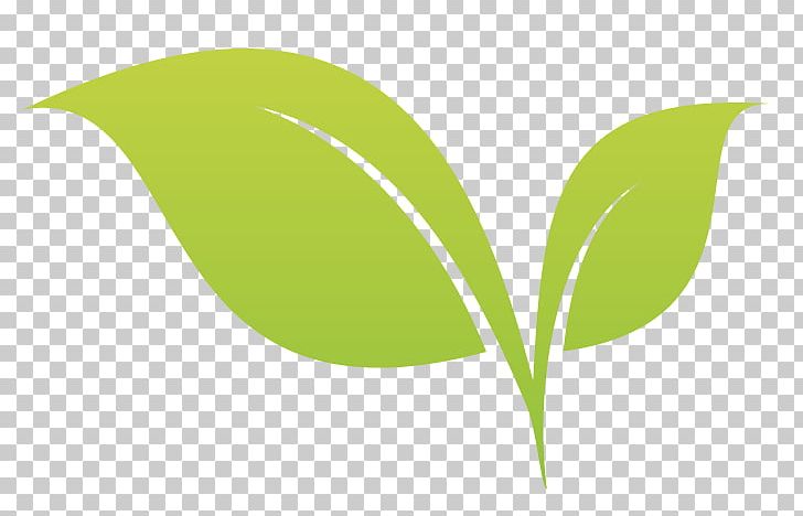 Leaf Desktop Plant Stem Tree PNG, Clipart, Computer, Computer Wallpaper, Desktop Wallpaper, Grass, Green Free PNG Download
