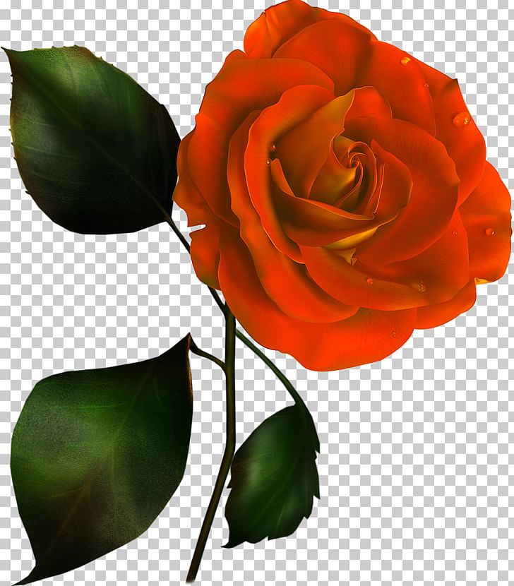 Rose Flower Pink PNG, Clipart, Color, Cut Flowers, Encapsulated Postscript, Floribunda, Flower Free PNG Download