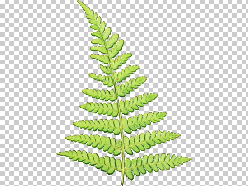 Fern PNG, Clipart, Common Ferns, Fern, Frond, Lady Fern, Leaf Free PNG Download