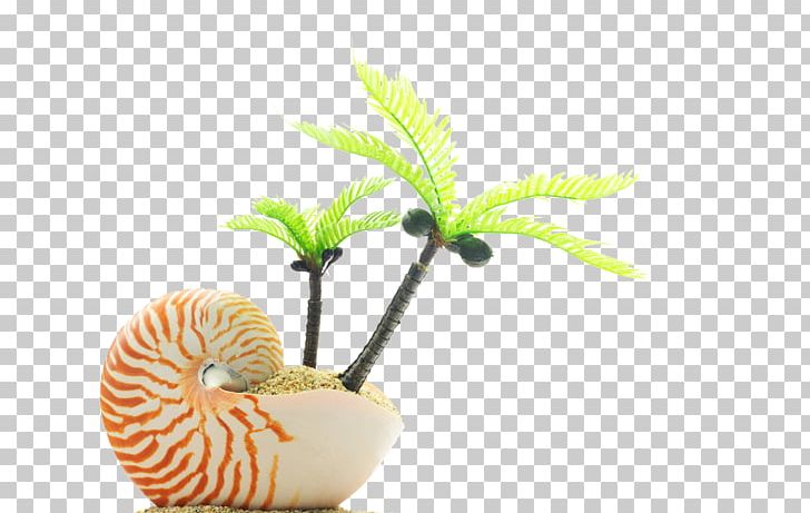 Beach Sand Seashell PNG, Clipart, Beach, Chambered Nautilus, Coast, Coco, Coconut Free PNG Download