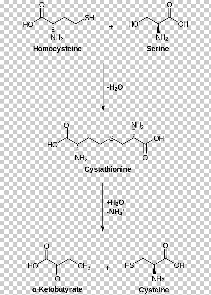 Cysteine Homoserine Cystathionine Gamma-lyase Amino Acid PNG, Clipart, Amine, Amino Acid, Ammonia, Angle, Area Free PNG Download