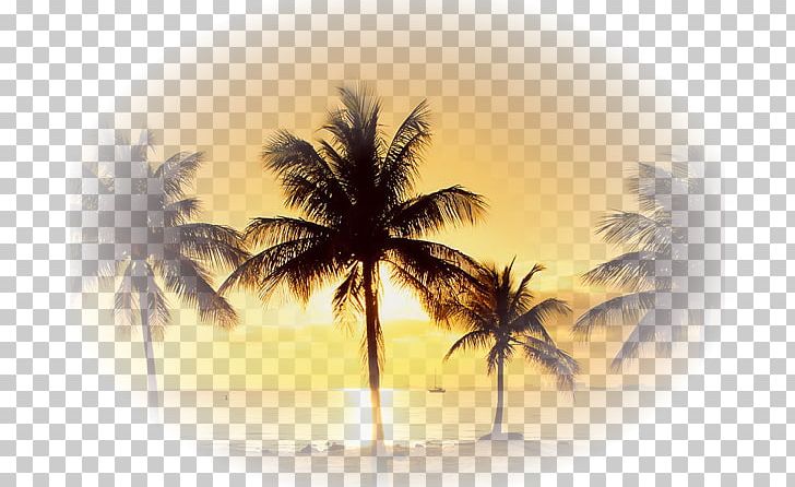 Desktop YouTube Drawing Tree PNG, Clipart, Arecales, Coconut, Computer Wallpaper, Date Palm, Desktop Environment Free PNG Download