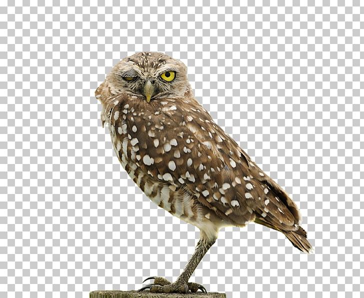 Owl Fauna Hawk Wildlife Beak PNG, Clipart, Beak, Bird, Bird Of Prey, Fauna, Hawk Free PNG Download