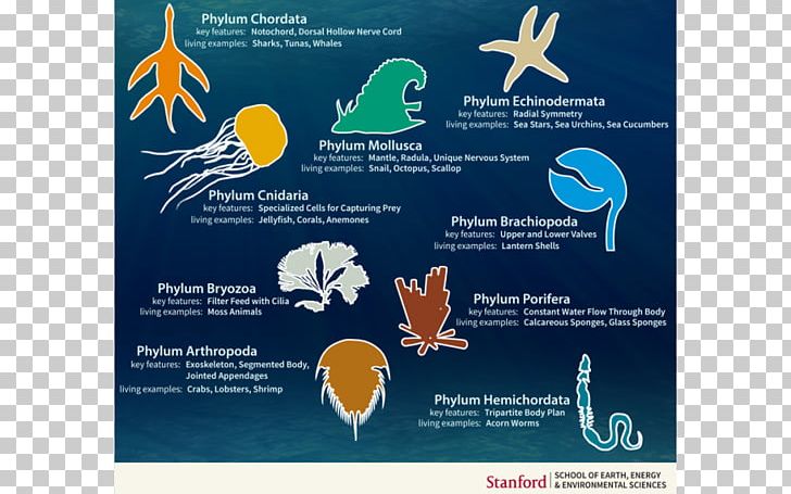 Cambrian Explosion Animal Taxonomy Body Plan Evolution PNG, Clipart, Advertising, Animal, Biology, Body Plan, Brand Free PNG Download