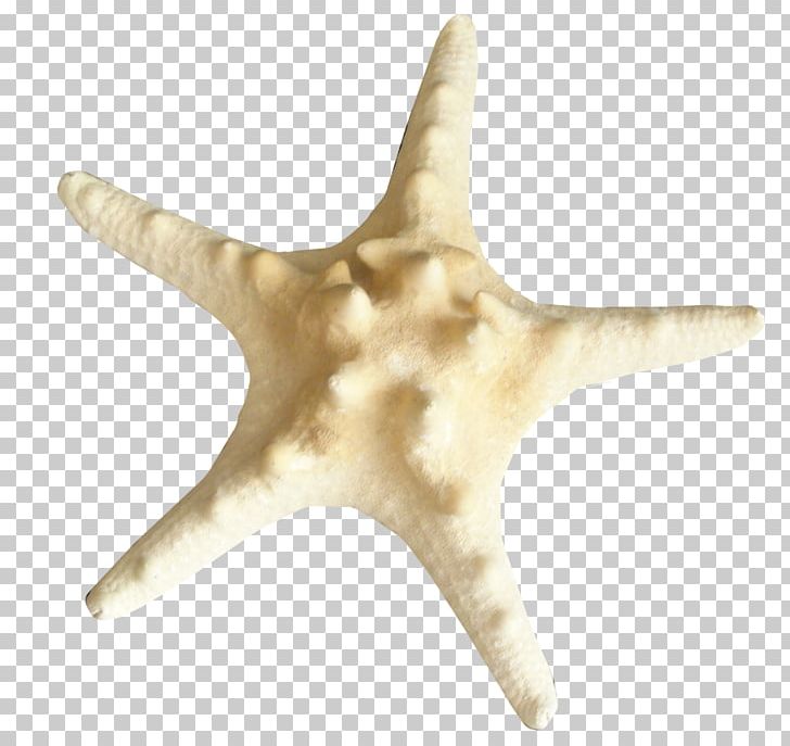 Starfish Insect Echinoderm PNG, Clipart, Animal, Animals, Beautiful Starfish, Cartoon Starfish, Cooking Free PNG Download