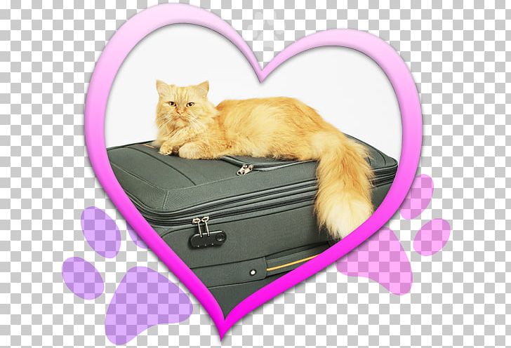 Kitten Cat Stock Photography PNG, Clipart, Animals, Bag, Box, Cat, Cat Like Mammal Free PNG Download