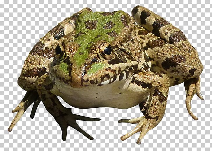 True Frog PNG, Clipart, Amphibian, Animal, Animals, Computer Icons, Desktop Wallpaper Free PNG Download