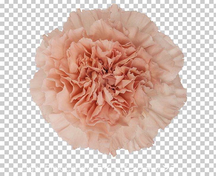 Carnation Light Pink Flower Perri Farms Wholesale PNG, Clipart, Burgundy, Candy, Carnation, Color, Cut Flowers Free PNG Download
