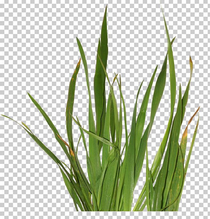 Herbaceous Plant Grass PNG, Clipart, Commodity, Computer Icons, Computer Software, Digital Image, Grass Free PNG Download