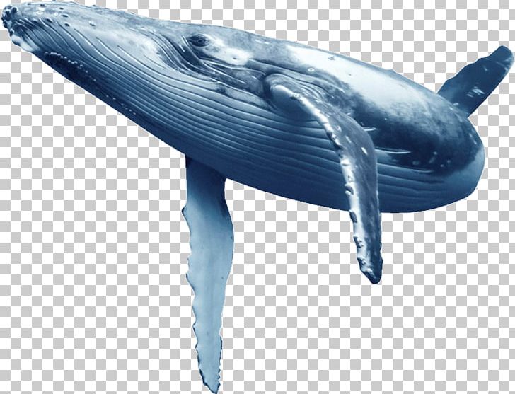 Humpback Whale Blue Whale Wholphin Common Bottlenose Dolphin PNG, Clipart, Animal, Animals, Blue Whale, Bottlenose Dolphin, Common Bottlenose Dolphin Free PNG Download