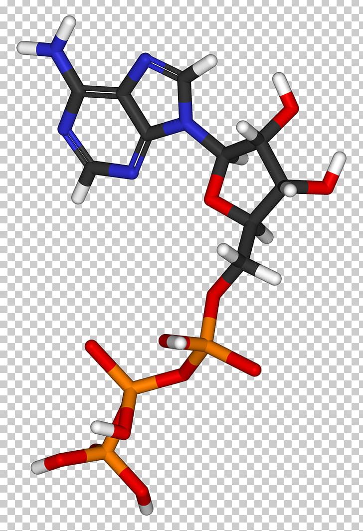 Photosynthesis Biology Chloroplast RuBisCO Ask A Biologist PNG, Clipart, 3 D, Angle, Area, Ask A Biologist, Atp Free PNG Download