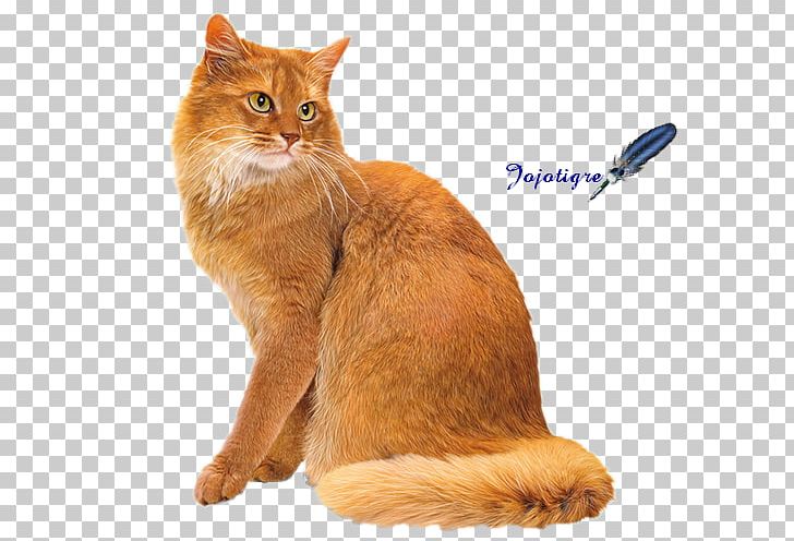 Somali Cat Manx Cat European Shorthair Cymric Chausie PNG, Clipart, Ameri, Animals, Asian, Carnivoran, Cat Free PNG Download