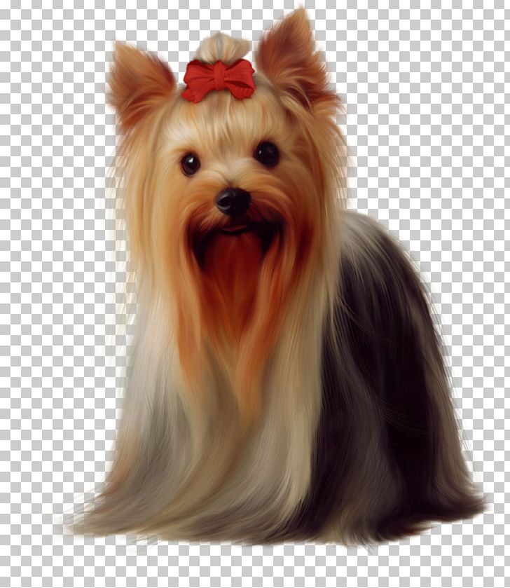 Yorkshire Terrier Puppy Boston Terrier Airedale Terrier Maltese Dog PNG, Clipart, Animals, Carnivoran, Companion Dog, Dog Breed, Dog Breed Group Free PNG Download