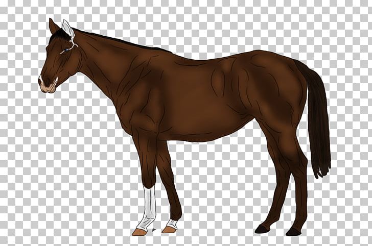 American Quarter Horse Missouri Fox Trotter Mare Stallion American Paint Horse PNG, Clipart, American Paint Horse, American Quarter Horse, Animal Figure, Appaloosa, Breed Free PNG Download