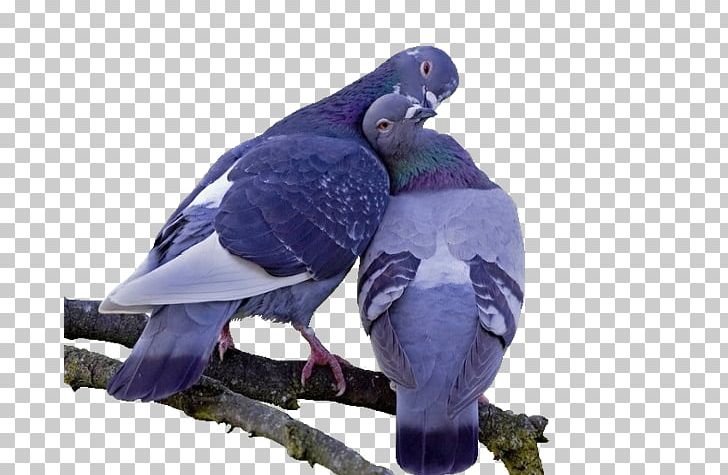 Columbidae Bird Domestic Pigeon PNG, Clipart, Animals, Beak, Bird, Bird Cage, Bird Lovers Free PNG Download