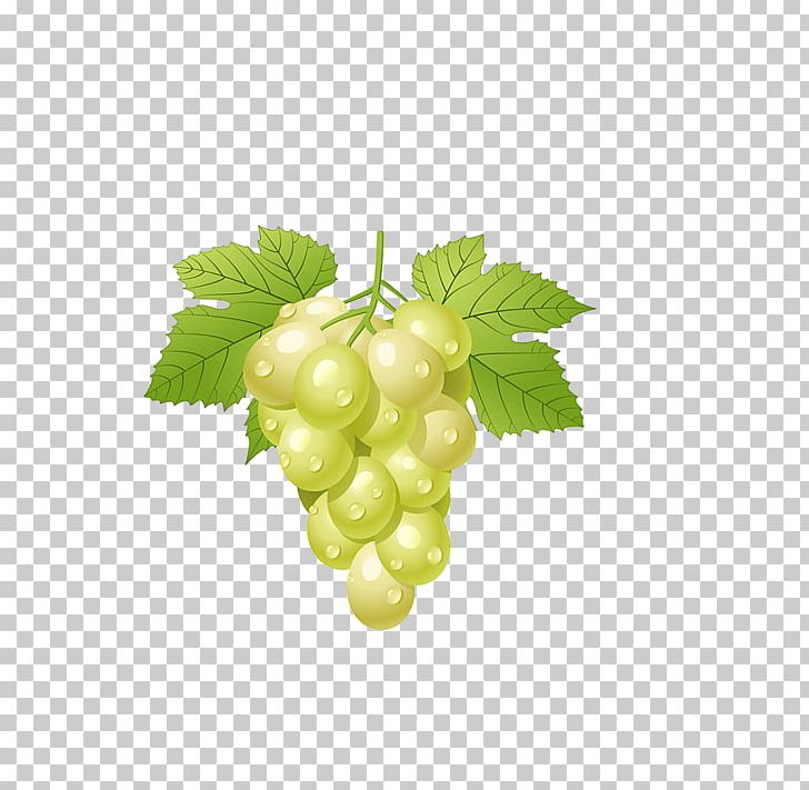 Common Grape Vine PNG, Clipart, Black Grapes, Clip Art, Common Grape Vine, Food, Free Content Free PNG Download