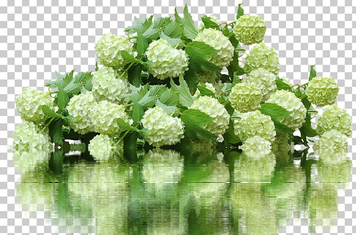 French Hydrangea Flower Garden 鉄板焼ステーキハウスマルオン PNG, Clipart, Annual Plant, Cut Flowers, Floral Design, Floristry, Flower Free PNG Download