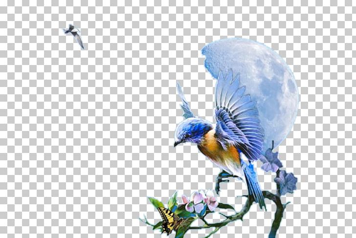 Hummingbird PNG, Clipart, Animals, Animation, Beak, Bird, Bluebird Free PNG Download