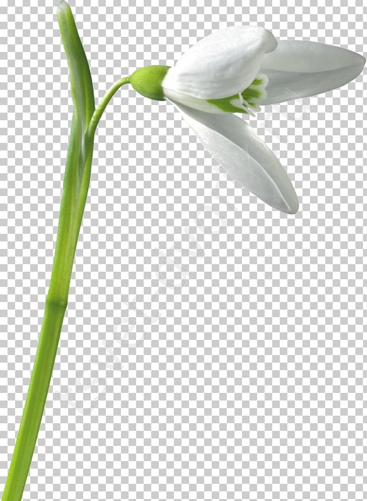 Snowdrop Flower PNG, Clipart, Computer Software, Cut Flowers, Email, Flower, Flower Bouquet Free PNG Download